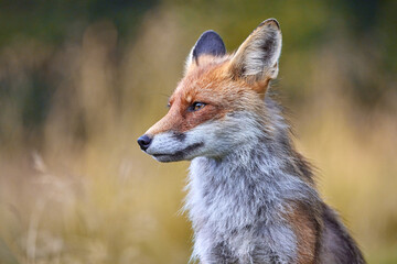 Red Fox on blurred background in natural habitat (Vulpes vulpes).