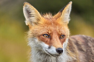 Red Fox on blurred background in natural habitat (Vulpes vulpes).