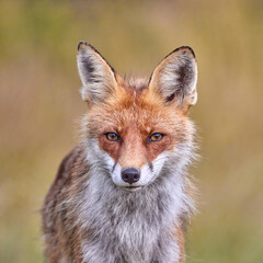 Red Fox on blurred background in natural habitat (Vulpes vulpes).