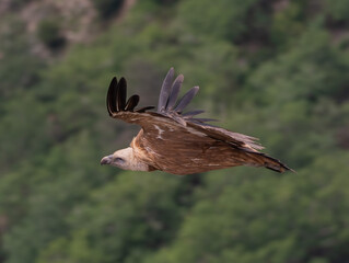 red tailed hawk
