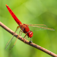 dragonfly on a branch