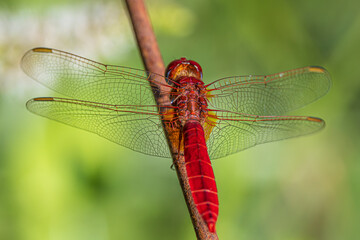 dragonfly on a branch