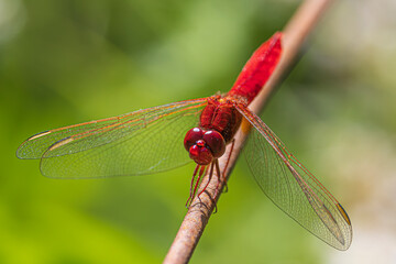 dragonfly on a branch © Alvaro
