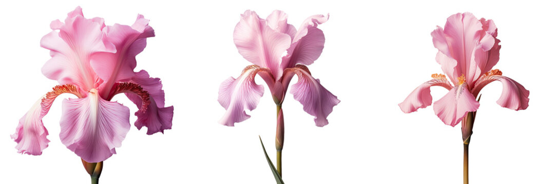 Closeup of pink iris flower on a transparent background a cultivar from the Tall Bearded TB iris garden group