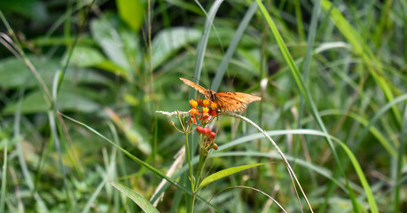 butterfly on a flower