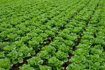 Farm field with rows of young fresh green romaine lettuce plants growing outside under italian sun,...