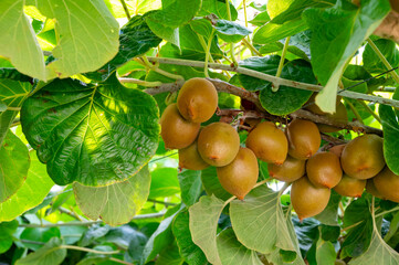 New harvest of golden or green kiwi, hairy fruits hanging on kiwi tree in orchard in Italy