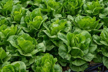 Farm field with rows of young fresh green romaine lettuce plants growing outside under italian sun, agriculture in Italy.