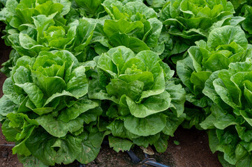 Farm field with rows of young fresh green romaine lettuce plants growing outside under italian sun,...
