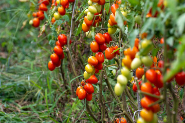 Growing of red salad or sauce tomatoes on greenhouse plantations in Fondi, Lazio, agriculture in Italy