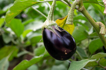 New harvest of tasty ripe purple eggplants vegetables in Italy