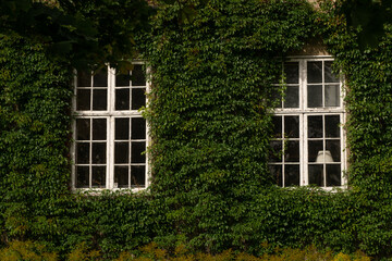 Green Ivy on the wall, Enveloping Home Windows
