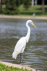 Great Egret Standing by the Lake
