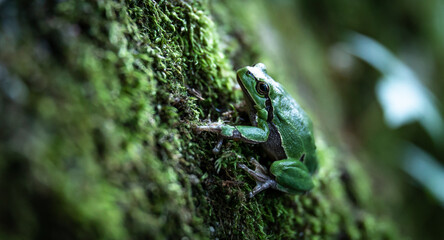 European tree frog (Hyla arborea) on a mossy rock in a dense forest