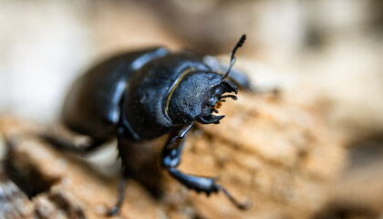 European stag beetle (Lucanus cervus) female on wood, close-up