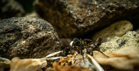 Pirata piraticus, a species of wolf spider female with white eggsack