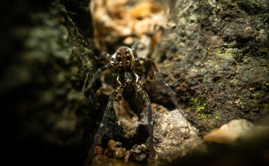 Pirata piraticus, a species of wolf spider female between stones in a forest