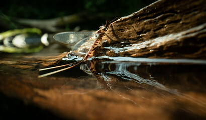 Epeorus assimilis, a species of European mayfly living in humid forests, macro close-up, coming out of water