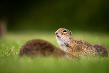 Naklejka na ściany i meble European ground squirrel (Spermophilus citellus) family on a green meadow, looking out