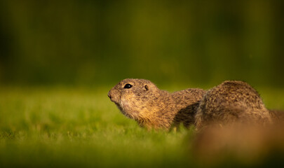 European ground squirrel (Spermophilus citellus) family on a green meadow, eating