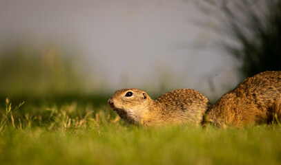 Naklejka na ściany i meble European ground squirrel (Spermophilus citellus) on a green meadow, eating