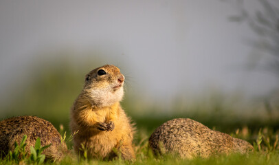 Naklejka na ściany i meble European ground squirrel (Spermophilus citellus) on a green meadow, looking out for danger