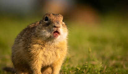 Naklejka na ściany i meble European ground squirrel (Spermophilus citellus) on a green meadow at sunset, mouth open