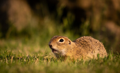 Naklejka na ściany i meble European ground squirrel (Spermophilus citellus) on a green meadow at sunset