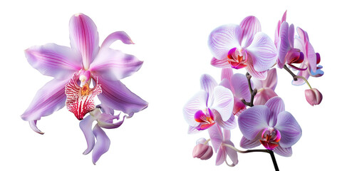 Orchid filled day transparent background