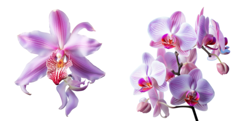 Orchid filled day transparent background