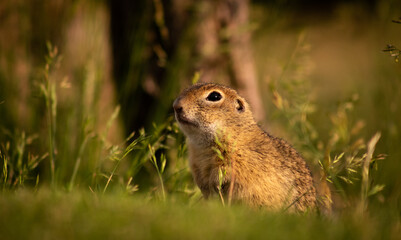 Naklejka na ściany i meble European ground squirrel (Spermophilus citellus) on a green meadow at sunset