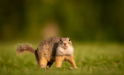 Naklejka na ściany i meble European ground squirrel (Spermophilus citellus) on a green meadow at sunset, frightened