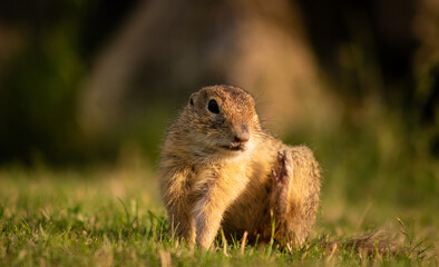 Naklejka na ściany i meble European ground squirrel (Spermophilus citellus) on a green meadow at sunset, scratching