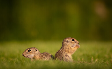 Naklejka na ściany i meble Young European ground squirrels (Spermophilus citellus) on a green meadow, eating