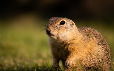 European ground squirrel (Spermophilus citellus) on a green meadow at sunset, close-up