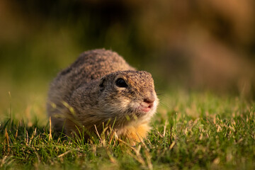 Naklejka na ściany i meble European ground squirrel (Spermophilus citellus) on a green meadow at sunset, close-up