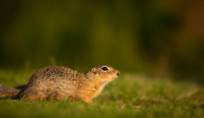 Naklejka na ściany i meble European ground squirrel (Spermophilus citellus) on a green meadow