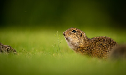 Naklejka na ściany i meble European ground squirrel (Spermophilus citellus) on a green meadow, eating