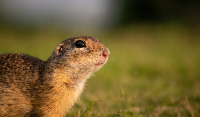 Naklejka na ściany i meble European ground squirrel (Spermophilus citellus) on a green meadow at sunset, close-up