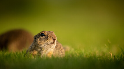 European ground squirrel (Spermophilus citellus) on a green meadow, close-up