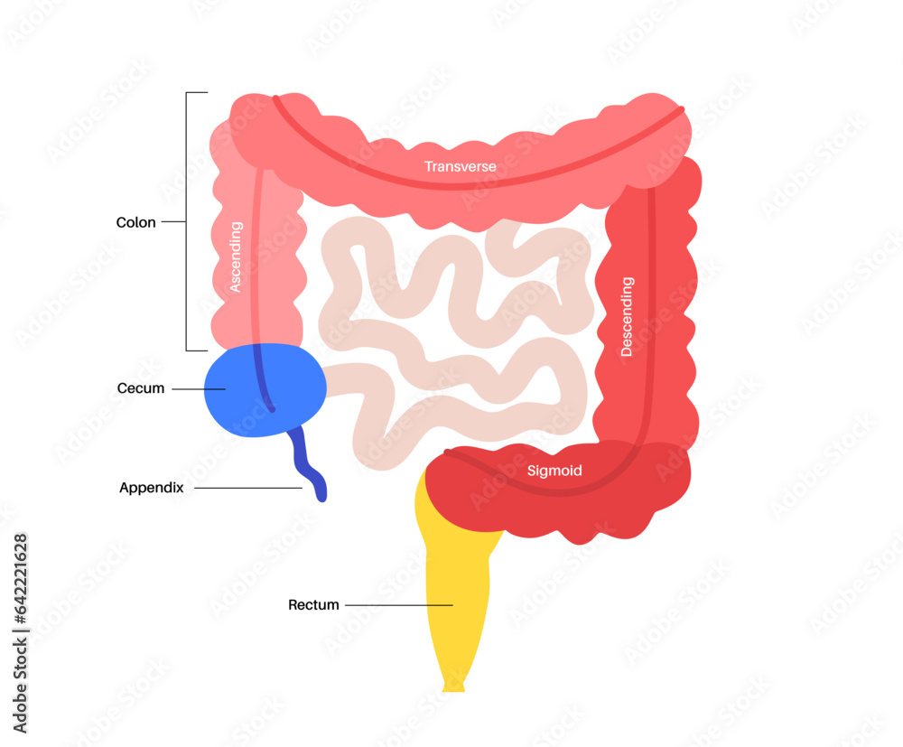 Canvas Prints Large intestine anatomy