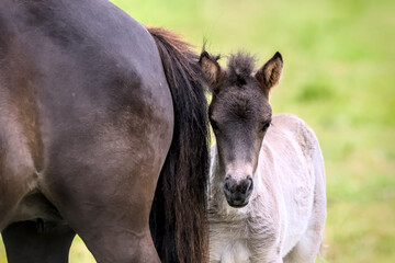 A very cute and awesome dun colored icelandic horse foal in the meadow
