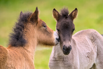 two lovely icelandic foals are playing together