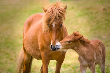 
a chestnut brown mare of an Icelandic Horse with it`s lovely foal in the meadow