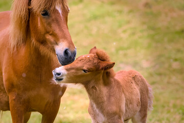 
a chestnut brown mare of an Icelandic Horse with it`s lovely foal in the meadow