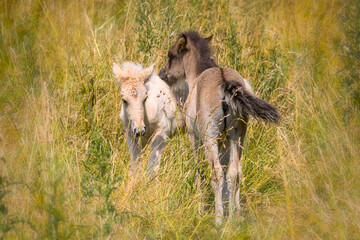 Fototapeta premium A dark and a white foal of Icelandic horses are playing together in the meadow