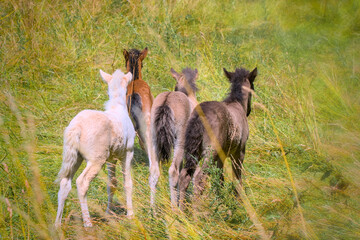 a herd of many cute colourful Icelandic Horse foals playing in the meadow