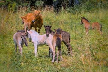 a herd of many cute colourful Icelandic Horse foals playing in the meadow