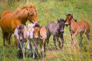 a herd of many cute colourful Icelandic Horse foals playing in the meadow