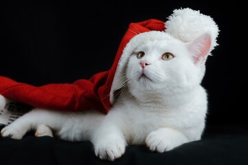kitten in santa hat